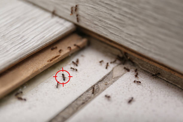 Reliable Mathis, TX Pest Control Solutions